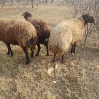 گوسفند نر گوشتی گیلو305 هزار|حیوانات مزرعه|ارومیه, |دیوار