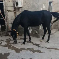 مادیان