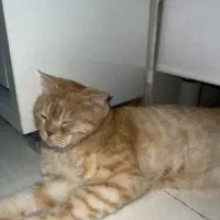 گربه نر نجادبیریتیش اروم و باهوش