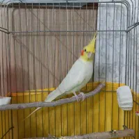 باسلام عروس هلندی