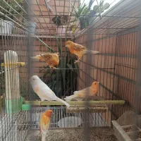 قناری رنگی نر و ماده