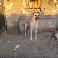 ماده سرابی فحل|سگ|قدس, شهرقدس|دیوار