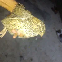 سگ پاکوتاه.   بلدرچین  110|سگ|جاجرود, |دیوار