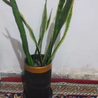 گل و گلدان|گل و گیاه طبیعی|زابل, |دیوار