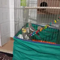 سلام خوبی جفت ماده نر عروس هلندی