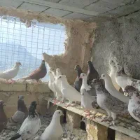 کبوتر ، کفتر