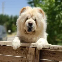 توله چاوچونر سفید رنگ پشمک زبون بنفش