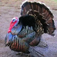 بوقلمون  کپسول پرسی   بخاری نفتی بشکه