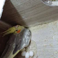 جفت عروس هلندی|پرنده|فسا, |دیوار