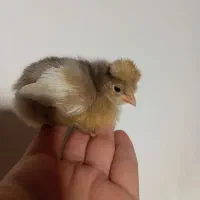 جوجه رنگی|حیوانات مزرعه|مشهد, پورسینا|دیوار