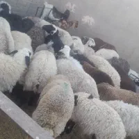 فروش انواع گوشت|خوردنی و آشامیدنی|حمیدیا, |دیوار
