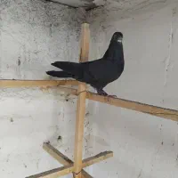 کبوتر|پرنده|محمدیار, |دیوار