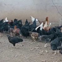 حدود ۸۰مرغ ۵خروس|حیوانات مزرعه|سقز, |دیوار