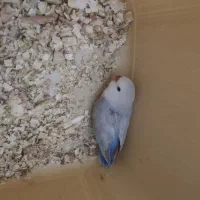 جوجه طوطی کوتوله سرلاکی