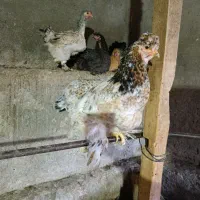 مرغ تخمگذار