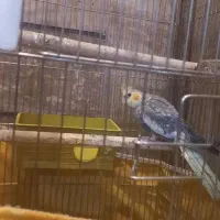 عروس هلندی|پرنده|ملارد, |دیوار