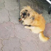 سگ خانگی  نژاددار۸ماهه