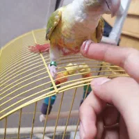 گریچینگ آناناس 8ماهه دستی|پرنده|اردکان, |دیوار