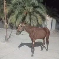 اسب مادیان|اسب و تجهیزات اسبسواری|نرماشیر, |دیوار