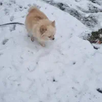 واگذاری سگ پامر ،ماده ،۳ سالش ، بی نهایت آروم