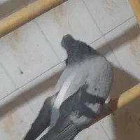 کبوتر سبز کاکلی پشت قنار|پرنده|مهدی شهر, |دیوار