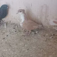 ماده زرد رسمی کلایی ماده گلی رسمی کلایی