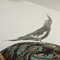 جوجه عروس وایت فیس