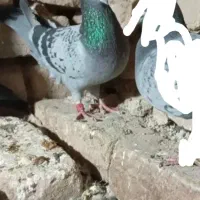 یک نر عطیقه پلاکی