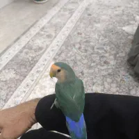 طوطی برزیلی|پرنده|پیرانشهر, |دیوار