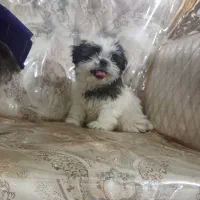 واگذاری توله شیتزو فلت ماده