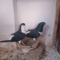 کبوتر|پرنده|نیشابور, مازول|دیوار