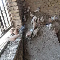 کفترزردپرنده زرد|پرنده|یزد, |دیوار