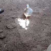 کفتر سینه طوق کله سار