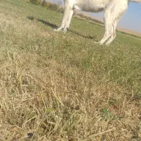 پژدر ۹ماهه|سگ|قروه, |دیوار