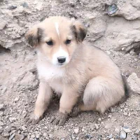 توله سگ|سگ|بیرجند, |دیوار