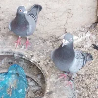کبوتر سبزومگسی