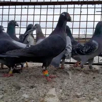 کبوتر