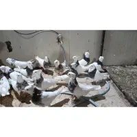 طوقی|پرنده|سرپل ذهاب, |دیوار