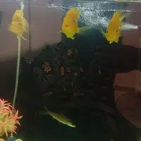 آکواریوم به همراه ماهی|ماهی|مشکین‌دشت, |دیوار