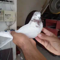 کفتر شمرونی