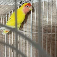 طوطی برزیلی نر