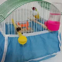 فنچ گلدین|پرنده|کرج, باغستان|دیوار