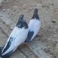 عکس کله دار|پرنده|کبودرآهنگ, |دیوار