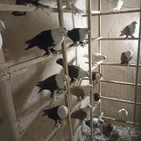 یه تیپ کفتر یه جایی
