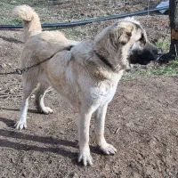 سگ سرابی ماده