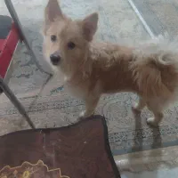 واگذاری سگ|سگ|فردیس, شهرک وحدت|دیوار