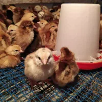 فروش جوجه مرغ محلی کرچ شو