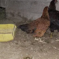 مرغ وخروس|حیوانات مزرعه|قشم, |دیوار
