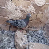 کبوتر|پرنده|تربت جام, جامرود|دیوار