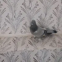 کبوتر تبریزی